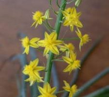 Snake flower or Bulbine Frutescens Flower Snake flower or Bulbine Frutescens Flower